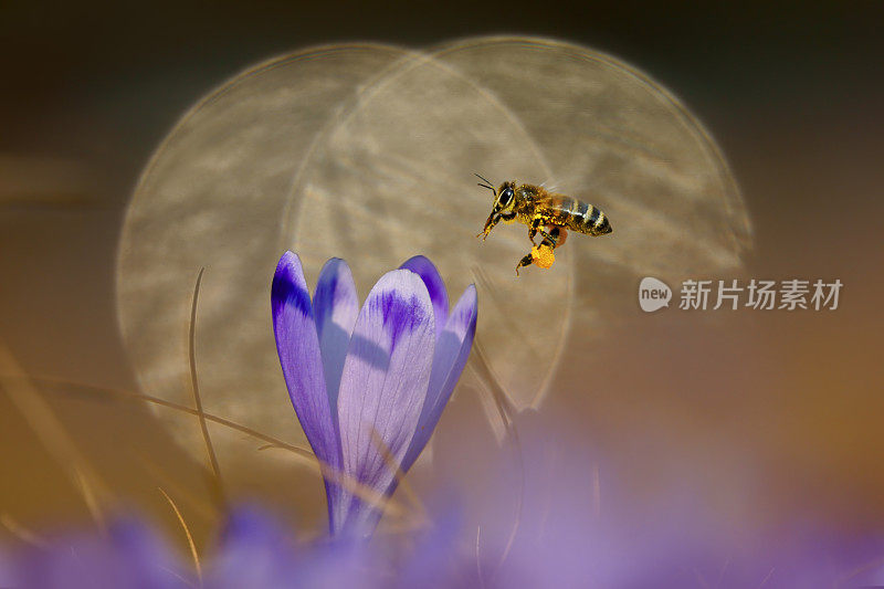 蜜蜂(Apis mellifera)，蜜蜂飞过番红花，春天